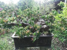 逆生长装置作品1号