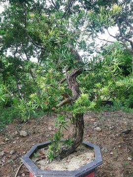 逆生长装置作品3号