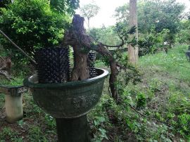 逆生长装置作品2号