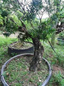 逆生长装置作品4号