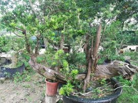 逆生长装置作品5号